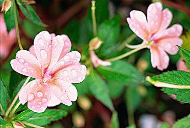 《神骰传说》发售日公布 你不骰有的是人骰！